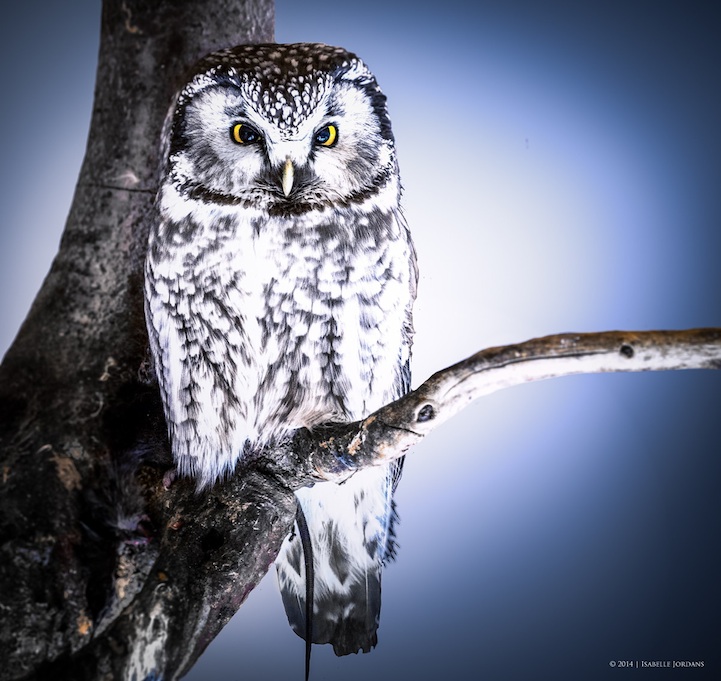 Bavaria-11.jpg image