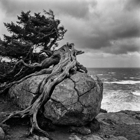 Gnarled tree roots grow over a cracked rock on a stormy coast in black and white.